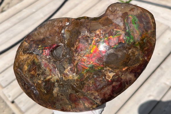 Ammolite ,Placenticeras meeki, Double-Sided, Specimen, Fossil,Ammonite, Collector Stone,Home decor,**FREE SHIPPING***　AF-139