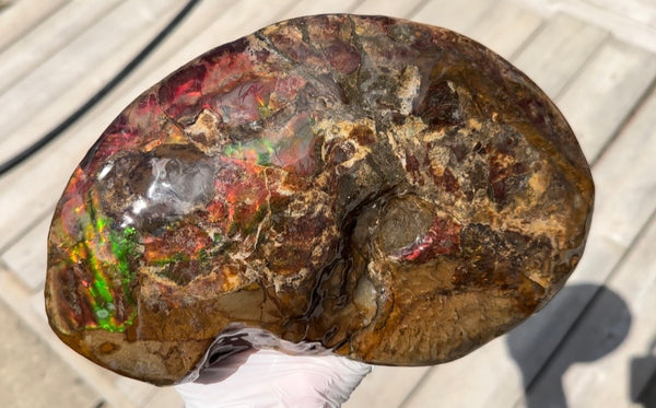 Ammolite ,Placenticeras meeki, Double-Sided, Specimen, Fossil,Ammonite, Collector Stone,Home decor,**FREE SHIPPING***　AF-139