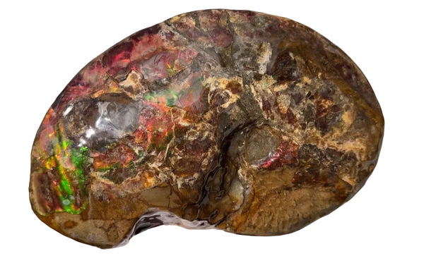 Ammolite ,Placenticeras meeki, Double-Sided, Specimen, Fossil,Ammonite, Collector Stone,Home decor,**FREE SHIPPING***　AF-139