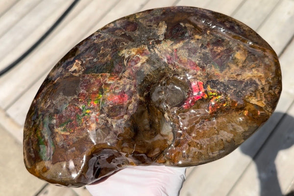 Ammolite ,Placenticeras meeki, Double-Sided, Specimen, Fossil,Ammonite, Collector Stone,Home decor,**FREE SHIPPING***　AF-139