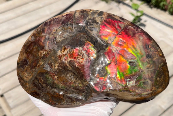 Ammolite ,Placenticeras meeki, Double-Sided, Specimen, Fossil,Ammonite, Collector Stone,Home decor,**FREE SHIPPING***　AF-139