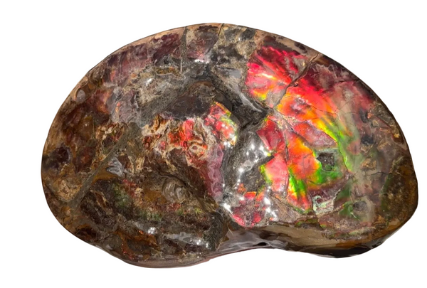 Ammolite ,Placenticeras meeki, Double-Sided, Specimen, Fossil,Ammonite, Collector Stone,Home decor,**FREE SHIPPING***　AF-139