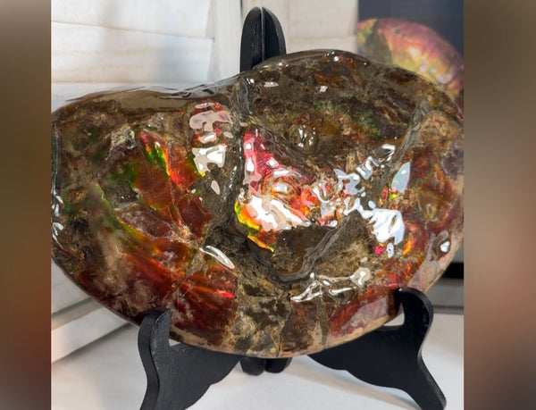 Ammolite ,Placenticeras meeki, Double-Sided, Specimen, Fossil,Ammonite, Collector Stone,Home decor,**FREE SHIPPING***　AF-139