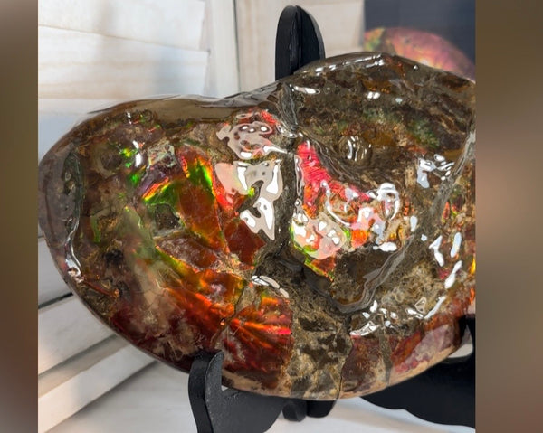 Ammolite ,Placenticeras meeki, Double-Sided, Specimen, Fossil,Ammonite, Collector Stone,Home decor,**FREE SHIPPING***　AF-139