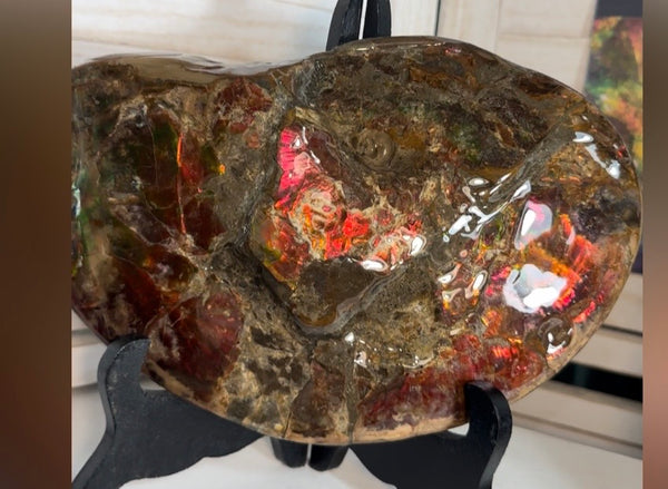 Ammolite ,Placenticeras meeki, Double-Sided, Specimen, Fossil,Ammonite, Collector Stone,Home decor,**FREE SHIPPING***　AF-139