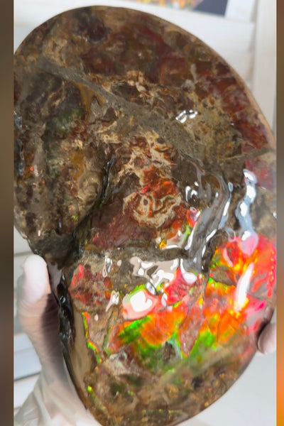 Ammolite ,Placenticeras meeki, Double-Sided, Specimen, Fossil,Ammonite, Collector Stone,Home decor,**FREE SHIPPING***　AF-139