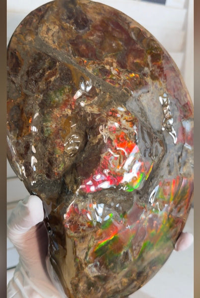 Ammolite ,Placenticeras meeki, Double-Sided, Specimen, Fossil,Ammonite, Collector Stone,Home decor,**FREE SHIPPING***　AF-139