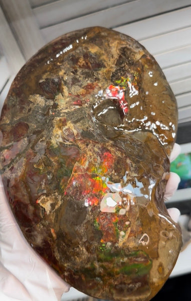 Ammolite ,Placenticeras meeki, Double-Sided, Specimen, Fossil,Ammonite, Collector Stone,Home decor,**FREE SHIPPING***　AF-139