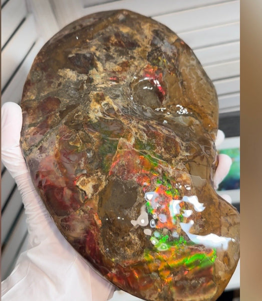 Ammolite ,Placenticeras meeki, Double-Sided, Specimen, Fossil,Ammonite, Collector Stone,Home decor,**FREE SHIPPING***　AF-139