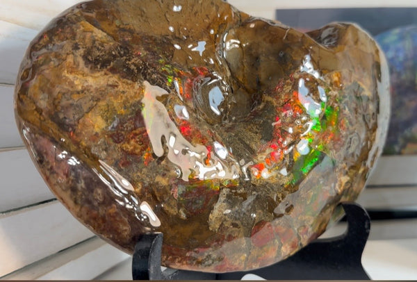 Ammolite ,Placenticeras meeki, Double-Sided, Specimen, Fossil,Ammonite, Collector Stone,Home decor,**FREE SHIPPING***　AF-139