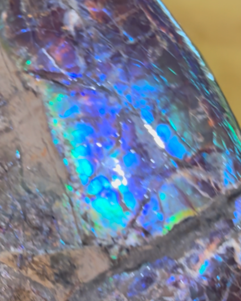 AF-137 HUGE Placenticeras  Canadian Ammolite  Ammonite Partial Fossil  Huge Specimen FREE SHIPPING! アンモライト両面巨大標本！　送料無料
