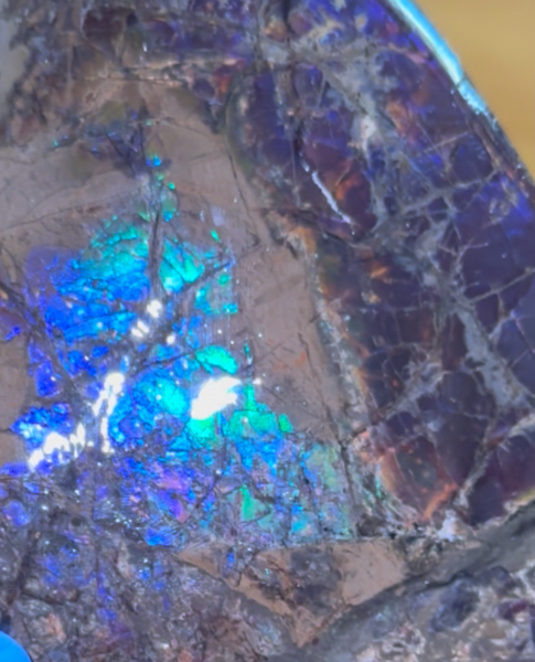 AF-137 HUGE Placenticeras  Canadian Ammolite  Ammonite Partial Fossil  Huge Specimen FREE SHIPPING! アンモライト両面巨大標本！　送料無料