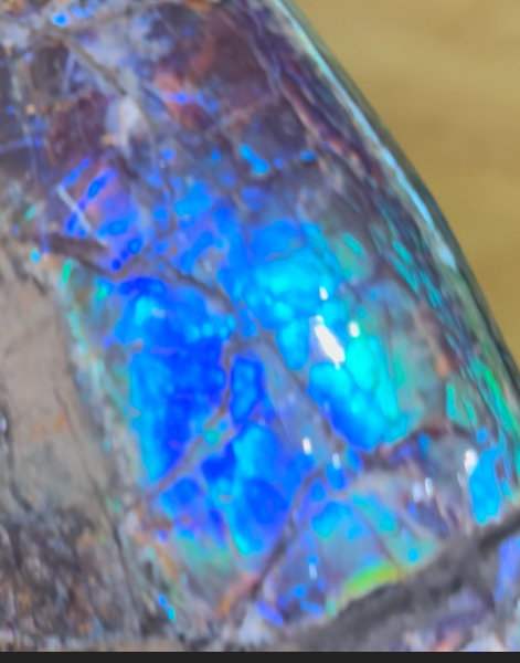 AF-137 HUGE Placenticeras  Canadian Ammolite  Ammonite Partial Fossil  Huge Specimen FREE SHIPPING! アンモライト両面巨大標本！　送料無料
