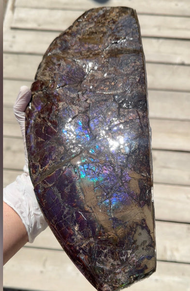 AF-137 HUGE Placenticeras  Canadian Ammolite  Ammonite Partial Fossil  Huge Specimen FREE SHIPPING! アンモライト両面巨大標本！　送料無料