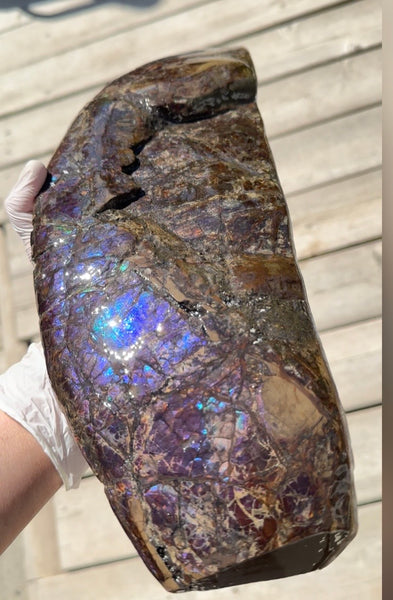 AF-137 HUGE Placenticeras  Canadian Ammolite  Ammonite Partial Fossil  Huge Specimen FREE SHIPPING! アンモライト両面巨大標本！　送料無料