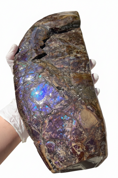 AF-137 HUGE Placenticeras  Canadian Ammolite  Ammonite Partial Fossil  Huge Specimen FREE SHIPPING! アンモライト両面巨大標本！　送料無料