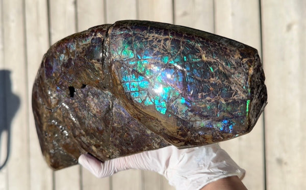 AF-137 HUGE Placenticeras  Canadian Ammolite  Ammonite Partial Fossil  Huge Specimen FREE SHIPPING! アンモライト両面巨大標本！　送料無料