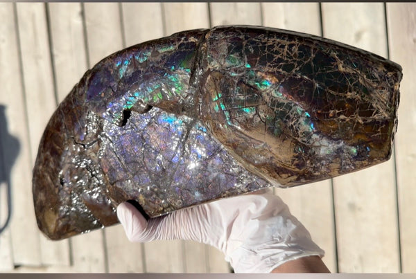 AF-137 HUGE Placenticeras  Canadian Ammolite  Ammonite Partial Fossil  Huge Specimen FREE SHIPPING! アンモライト両面巨大標本！　送料無料