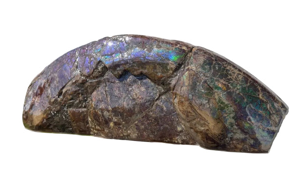 AF-137 HUGE Placenticeras  Canadian Ammolite  Ammonite Partial Fossil  Huge Specimen FREE SHIPPING! アンモライト両面巨大標本！　送料無料