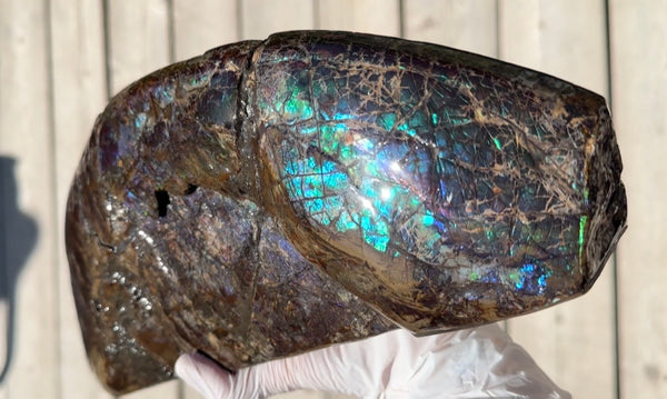 AF-137 HUGE Placenticeras  Canadian Ammolite  Ammonite Partial Fossil  Huge Specimen FREE SHIPPING! アンモライト両面巨大標本！　送料無料