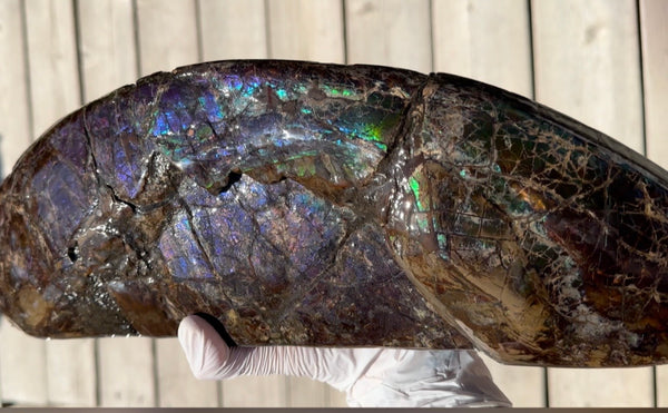 AF-137 HUGE Placenticeras  Canadian Ammolite  Ammonite Partial Fossil  Huge Specimen FREE SHIPPING! アンモライト両面巨大標本！　送料無料