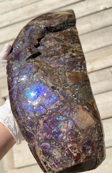 AF-137 HUGE Placenticeras  Canadian Ammolite  Ammonite Partial Fossil  Huge Specimen FREE SHIPPING! アンモライト両面巨大標本！　送料無料