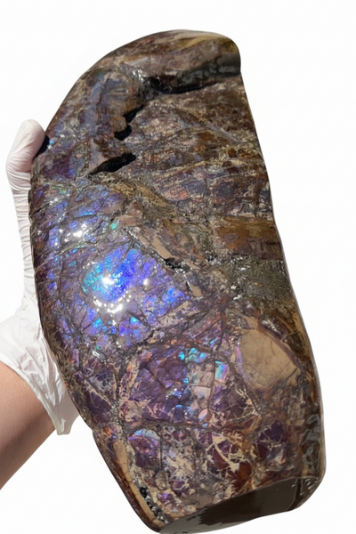 AF-137 HUGE Placenticeras  Canadian Ammolite  Ammonite Partial Fossil  Huge Specimen FREE SHIPPING! アンモライト両面巨大標本！　送料無料