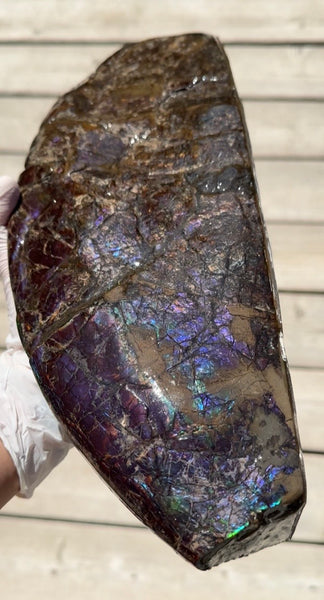 AF-137 HUGE Placenticeras  Canadian Ammolite  Ammonite Partial Fossil  Huge Specimen FREE SHIPPING! アンモライト両面巨大標本！　送料無料