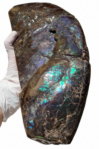 AF-137 HUGE Placenticeras  Canadian Ammolite  Ammonite Partial Fossil  Huge Specimen FREE SHIPPING! アンモライト両面巨大標本！　送料無料