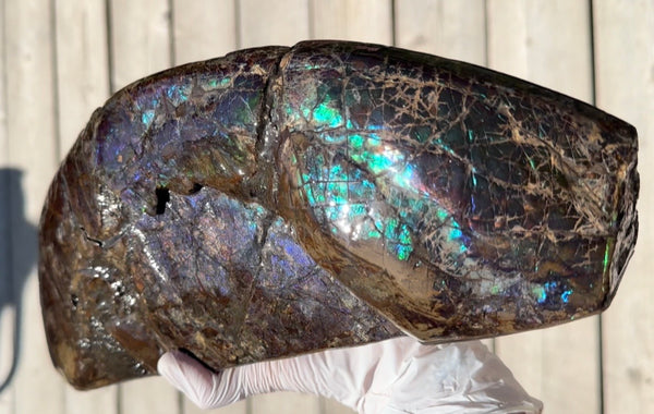 AF-137 HUGE Placenticeras  Canadian Ammolite  Ammonite Partial Fossil  Huge Specimen FREE SHIPPING! アンモライト両面巨大標本！　送料無料