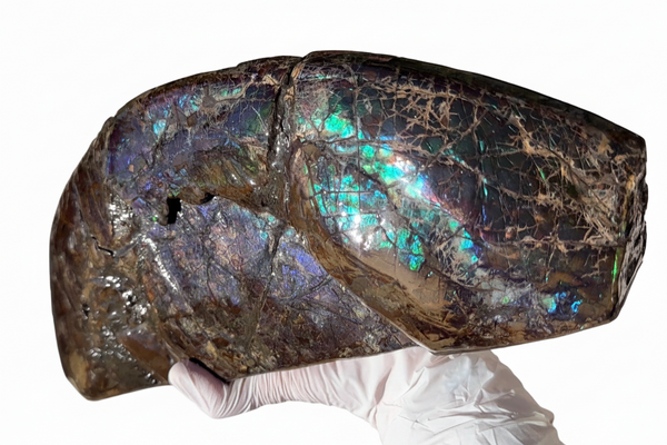 AF-137 HUGE Placenticeras  Canadian Ammolite  Ammonite Partial Fossil  Huge Specimen FREE SHIPPING! アンモライト両面巨大標本！　送料無料