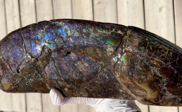 AF-137 HUGE Placenticeras  Canadian Ammolite  Ammonite Partial Fossil  Huge Specimen FREE SHIPPING! アンモライト両面巨大標本！　送料無料