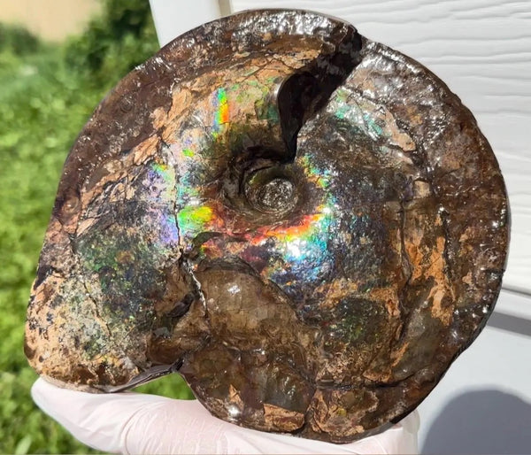 Ammolite ,Placenticeras meeki, Double-Sided, Specimen, Fossil,Ammonite, Collector Stone,Home decor,**FREE SHIPPING***　AF-140