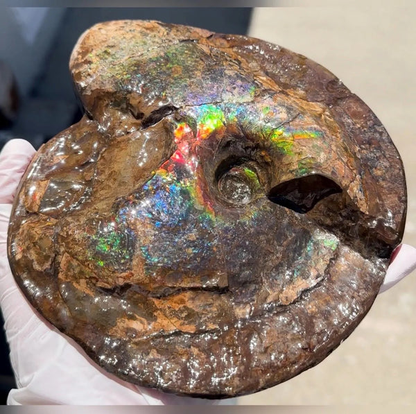 Ammolite ,Placenticeras meeki, Double-Sided, Specimen, Fossil,Ammonite, Collector Stone,Home decor,**FREE SHIPPING***　AF-140