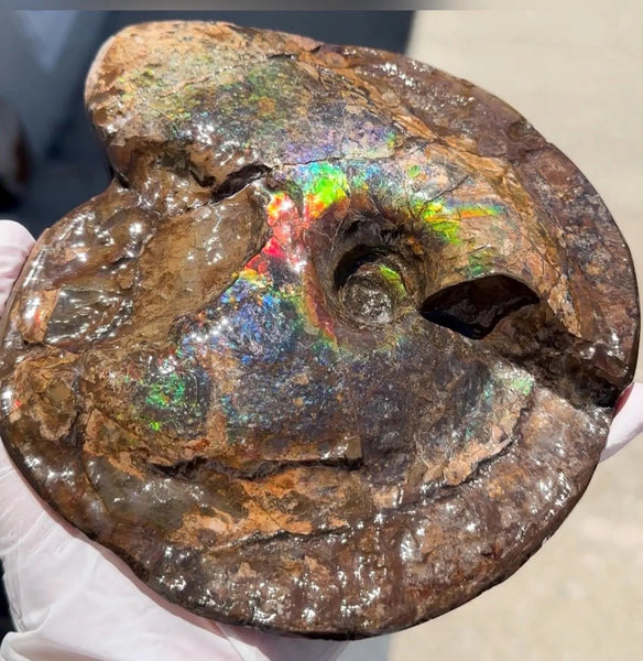 Ammolite ,Placenticeras meeki, Double-Sided, Specimen, Fossil,Ammonite, Collector Stone,Home decor,**FREE SHIPPING***　AF-140