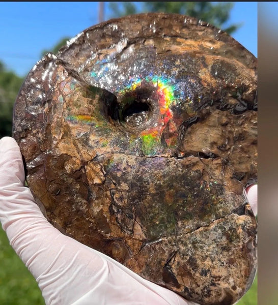 Ammolite ,Placenticeras meeki, Double-Sided, Specimen, Fossil,Ammonite, Collector Stone,Home decor,**FREE SHIPPING***　AF-140