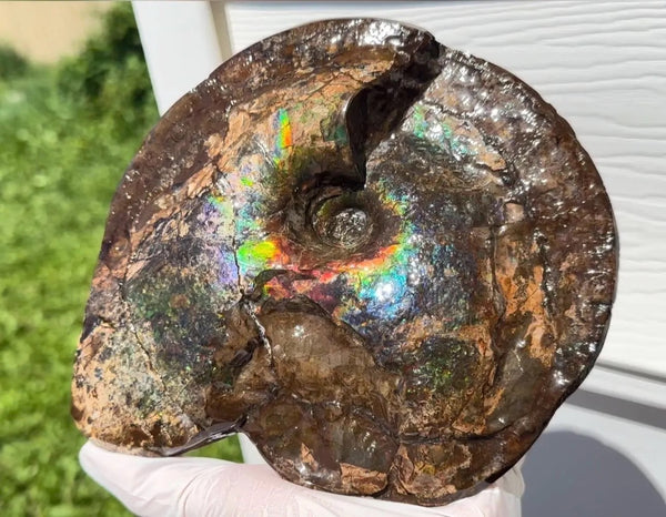 Ammolite ,Placenticeras meeki, Double-Sided, Specimen, Fossil,Ammonite, Collector Stone,Home decor,**FREE SHIPPING***　AF-140
