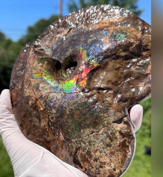 Ammolite ,Placenticeras meeki, Double-Sided, Specimen, Fossil,Ammonite, Collector Stone,Home decor,**FREE SHIPPING***　AF-140