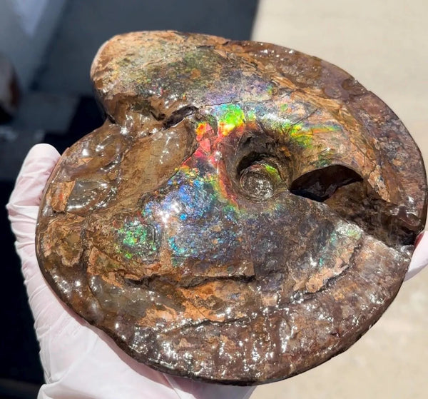 Ammolite ,Placenticeras meeki, Double-Sided, Specimen, Fossil,Ammonite, Collector Stone,Home decor,**FREE SHIPPING***　AF-140