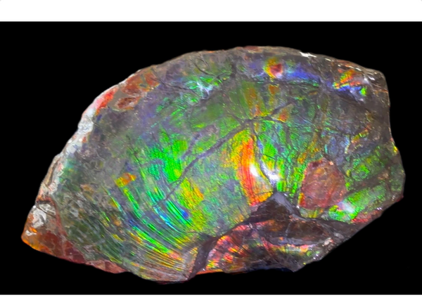 15.6" Huge Rainbow Double-sided Ammolite Rough Display Stone,Imperial red! Specimen 399mm, Fossil,Fengshui,Metaphysical,Home Decor AF-118