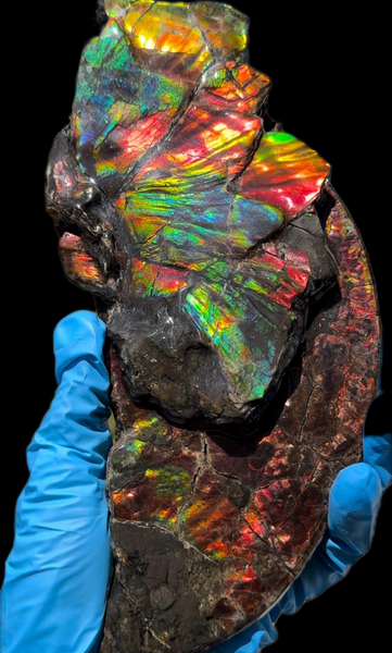 6.96” Rainbow colors,Ammolite Display Stone,Handheld Beautiful Specimen,Fossil,Lotus Flower w/a Sun,Metaphysical,Home Decor,Alberta Fossi　CS-257