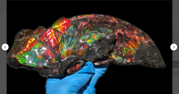 6.96” Rainbow colors,Ammolite Display Stone,Handheld Beautiful Specimen,Fossil,Lotus Flower w/a Sun,Metaphysical,Home Decor,Alberta Fossi　CS-257