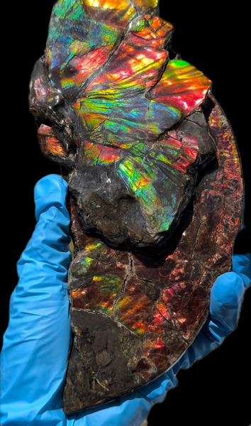 6.96” Rainbow colors,Ammolite Display Stone,Handheld Beautiful Specimen,Fossil,Lotus Flower w/a Sun,Metaphysical,Home Decor,Alberta Fossi　CS-257