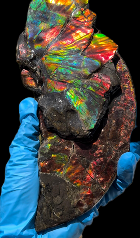 6.96” Rainbow colors,Ammolite Display Stone,Handheld Beautiful Specimen,Fossil,Lotus Flower w/a Sun,Metaphysical,Home Decor,Alberta Fossi　CS-257