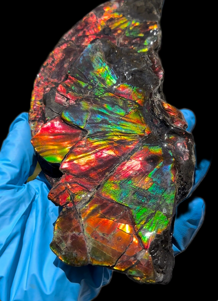 6.96” Rainbow colors,Ammolite Display Stone,Handheld Beautiful Specimen,Fossil,Lotus Flower w/a Sun,Metaphysical,Home Decor,Alberta Fossi　CS-257