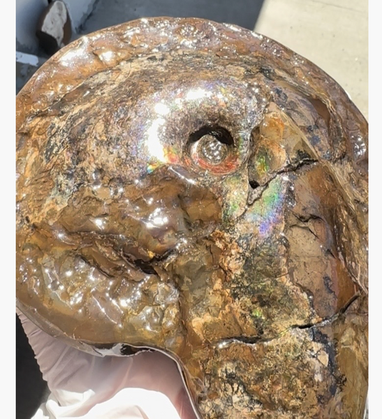 Ammolite ,Placenticeras meeki, Double-Sided, Specimen, Fossil,Ammonite, Collector Stone,Home decor,**FREE SHIPPING***　AF-140