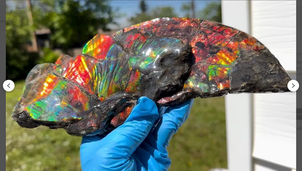 6.96” Rainbow colors,Ammolite Display Stone,Handheld Beautiful Specimen,Fossil,Lotus Flower w/a Sun,Metaphysical,Home Decor,Alberta Fossi　CS-257