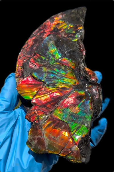 6.96” Rainbow colors,Ammolite Display Stone,Handheld Beautiful Specimen,Fossil,Lotus Flower w/a Sun,Metaphysical,Home Decor,Alberta Fossi　CS-257