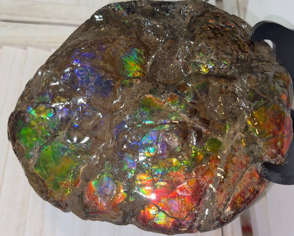 9" Ammolite ,Placenticeras meeki, Double-Sided Rainbow, Specimen, Fossil,Ammonite, Collector Stone,Home decor,Free standing**FREE SHIPPING***　AF-107