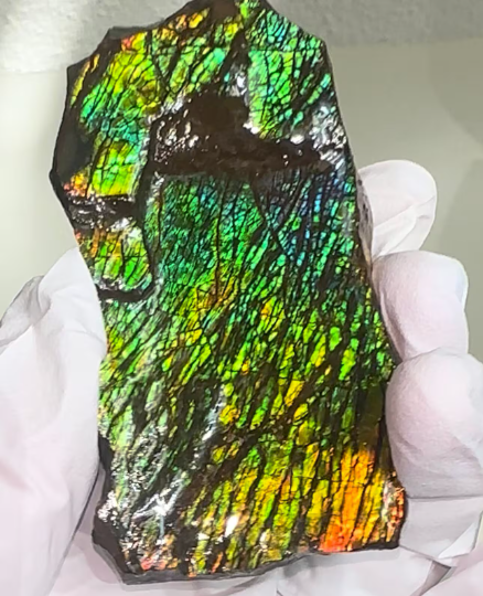 6.25” Ammolite Rough Display Stone,Handheld Specimen 75x45x21mm, Rough,Fossil,Fengshui,Metaphysical,Home Decor Rs-31